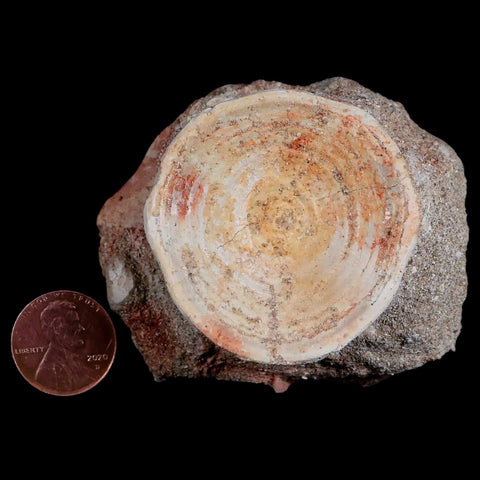 47MM Otodus Obliquus Shark Vertebrae Fossil Bone In Matrix Morocco COA - Fossil Age Minerals