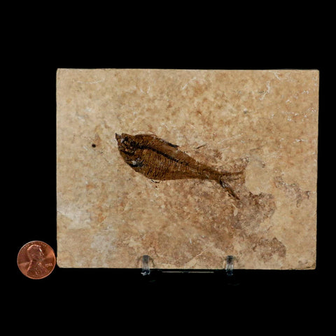 2.6" Diplomystus Dentatus Fossil Fish Green River FM WY Eocene Age COA, Stand