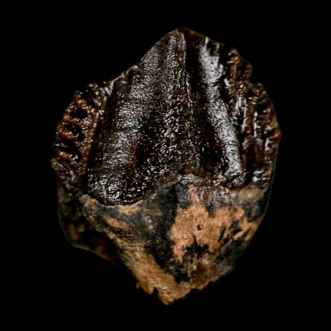 0.4" Triceratops Fossil Crown Tooth Hell Creek FM Cretaceous Dinosaur MT COA