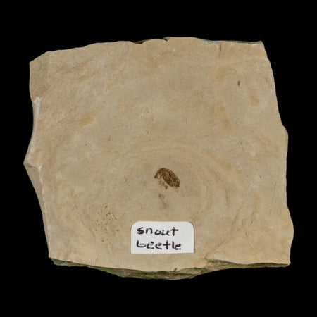 2.6" Fossil Snout Beetle Insect Green River Formation Uintah County Utah Eocene Age