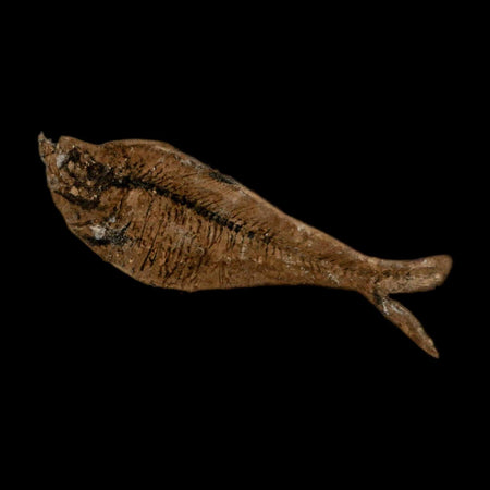 2.6" Diplomystus Dentatus Fossil Fish Green River FM WY Eocene Age COA, Stand