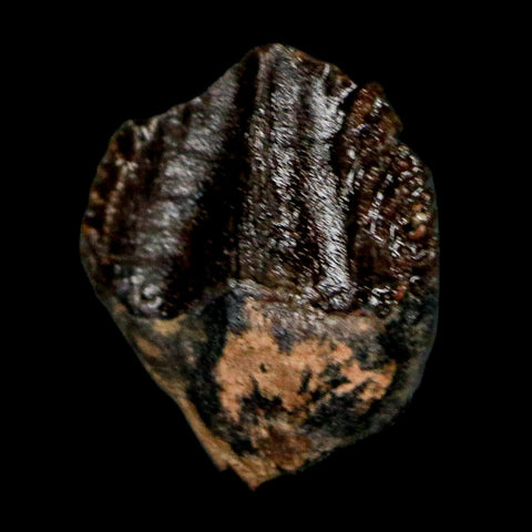 0.4" Triceratops Fossil Crown Tooth Hell Creek FM Cretaceous Dinosaur MT COA