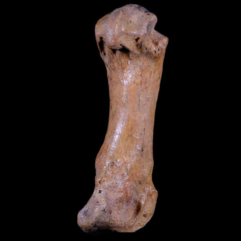 2.8" Extinct Cave Bear Ursus Spelaeus Hand Paw Bone Pleistocene Age Romania COA - Fossil Age Minerals