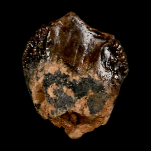 0.4" Triceratops Fossil Crown Tooth Hell Creek FM Cretaceous Dinosaur MT COA