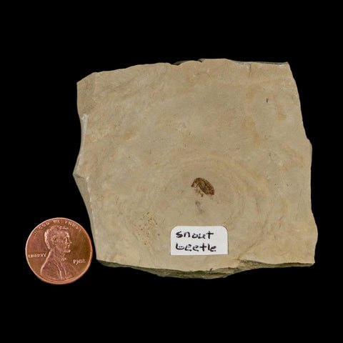 2.6" Fossil Snout Beetle Insect Green River Formation Uintah County Utah Eocene Age - Fossil Age Minerals