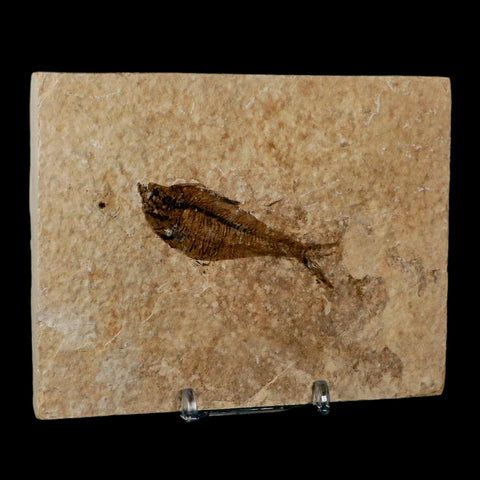 2.6" Diplomystus Dentatus Fossil Fish Green River FM WY Eocene Age COA, Stand