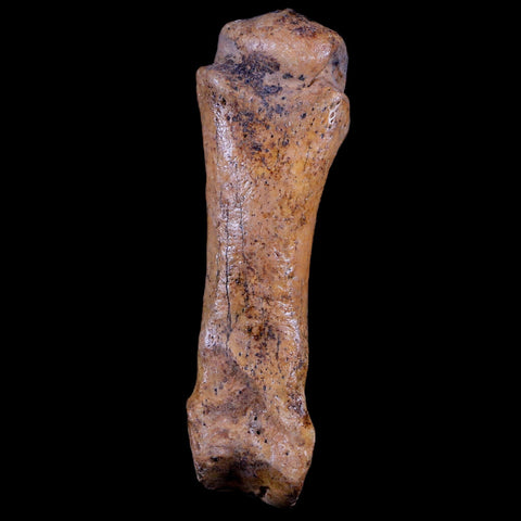 2.8" Extinct Cave Bear Ursus Spelaeus Hand Paw Bone Pleistocene Age Romania COA - Fossil Age Minerals