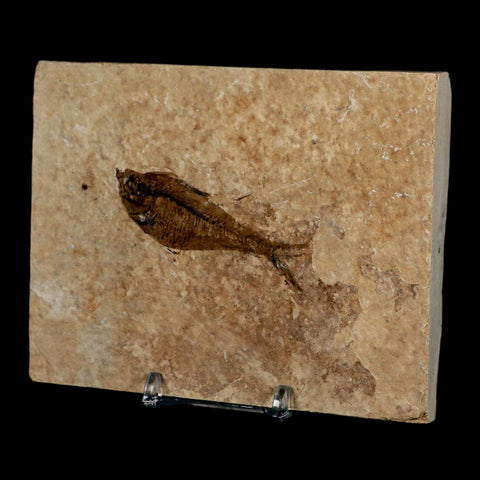 2.6" Diplomystus Dentatus Fossil Fish Green River FM WY Eocene Age COA, Stand