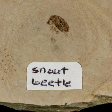 2.6" Fossil Snout Beetle Insect Green River Formation Uintah County Utah Eocene Age