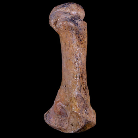 2.8" Extinct Cave Bear Ursus Spelaeus Hand Paw Bone Pleistocene Age Romania COA - Fossil Age Minerals