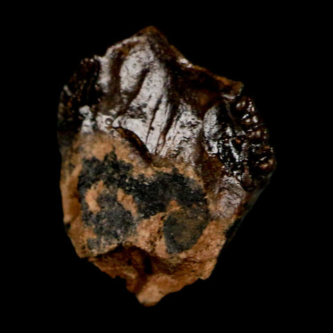 0.4" Triceratops Fossil Crown Tooth Hell Creek FM Cretaceous Dinosaur MT COA