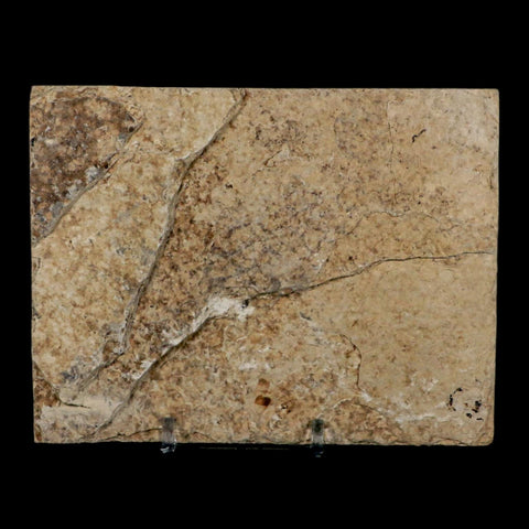 2.6" Diplomystus Dentatus Fossil Fish Green River FM WY Eocene Age COA, Stand