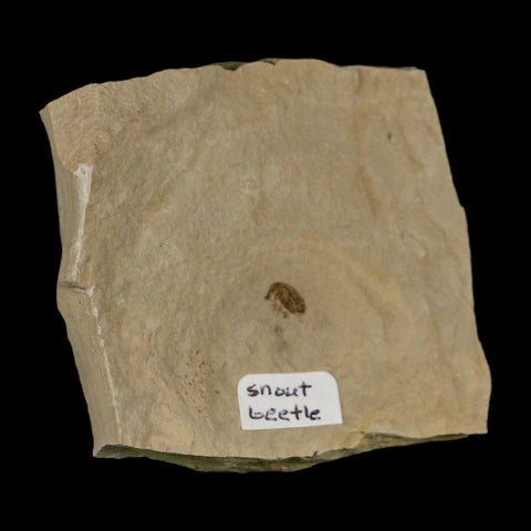 2.6" Fossil Snout Beetle Insect Green River Formation Uintah County Utah Eocene Age - Fossil Age Minerals