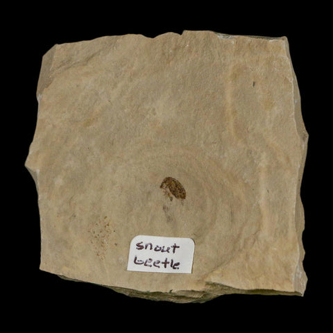 2.6" Fossil Snout Beetle Insect Green River Formation Uintah County Utah Eocene Age - Fossil Age Minerals