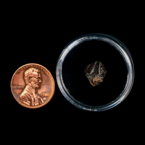 0.4" Triceratops Fossil Crown Tooth Hell Creek FM Cretaceous Dinosaur MT COA