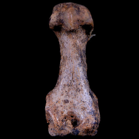 2.3" Extinct Cave Bear Ursus Spelaeus Hand Paw Bone Pleistocene Age Romania COA