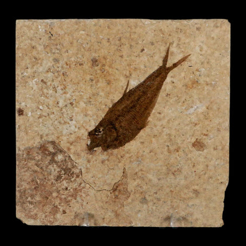 2.2" Diplomystus Dentatus Fossil Fish Green River FM WY Eocene Age COA, Stand