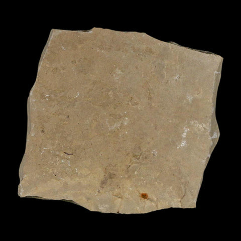 2.6" Fossil Snout Beetle Insect Green River Formation Uintah County Utah Eocene Age - Fossil Age Minerals