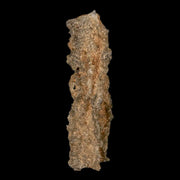 2" Fulgurite Petrified Lighting Strike Glass Sahara Desert Algeria