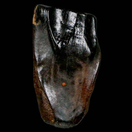 XL 0.9" Triceratops Fossil Tooth Hell Creek FM Cretaceous Dinosaur MT COA, Display
