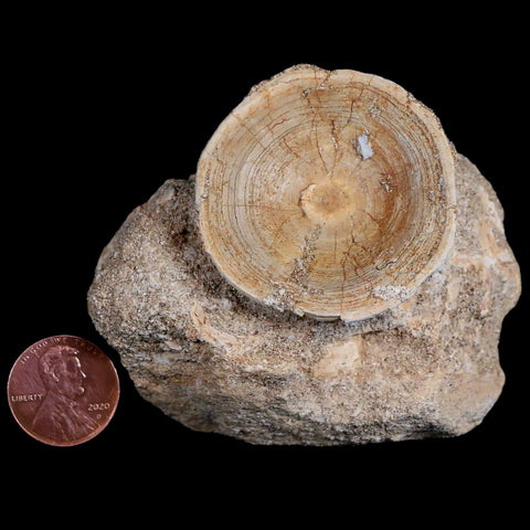 44MM Otodus Obliquus Shark Vertebrae Fossil Bone In Matrix Morocco COA - Fossil Age Minerals