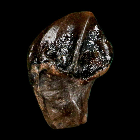 0.5" Triceratops Fossil Crown Tooth Hell Creek FM Cretaceous Dinosaur MT COA