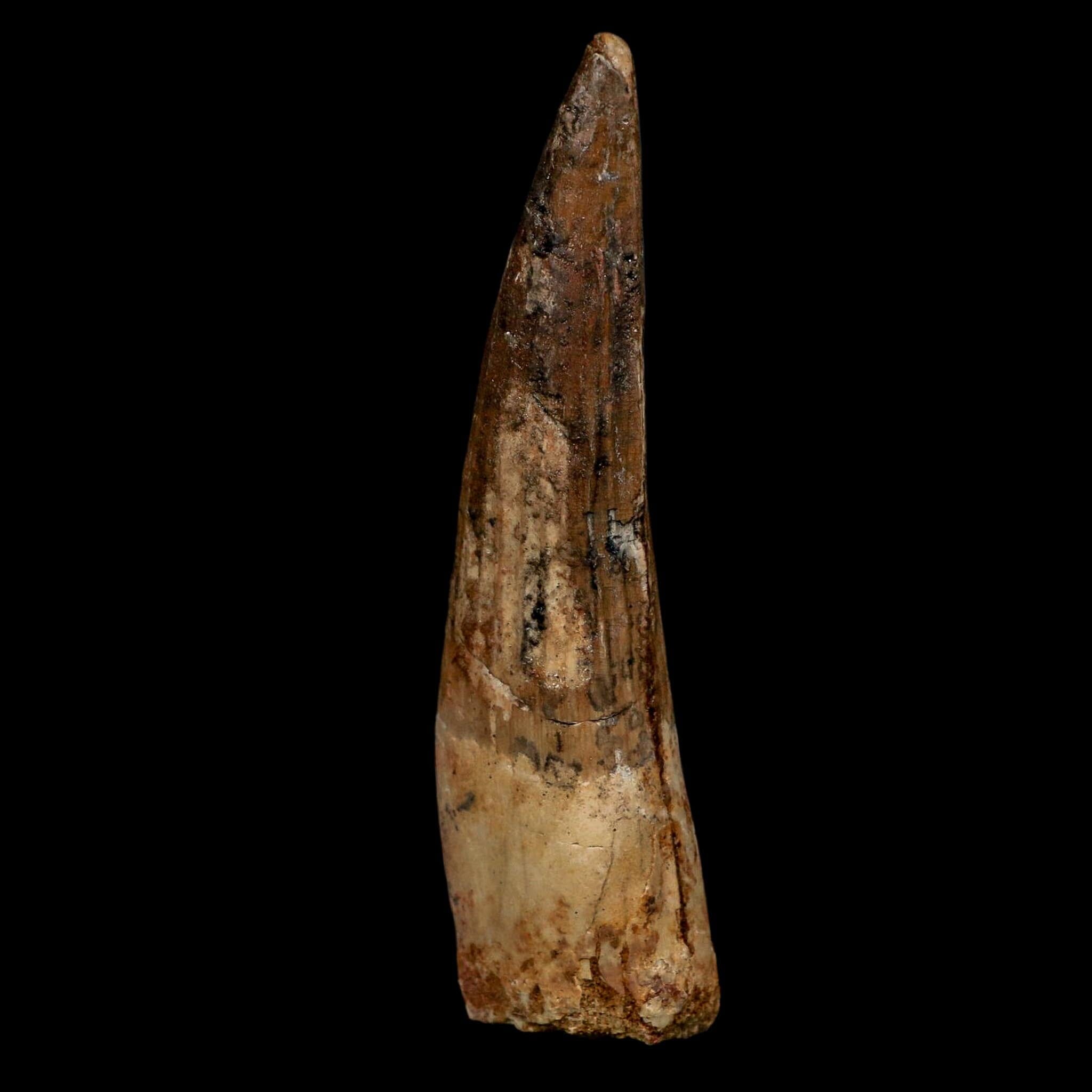 XL 3.6" Spinosaurus Fossil Tooth 100 Million Years Old Cretaceous Dinosaur COA