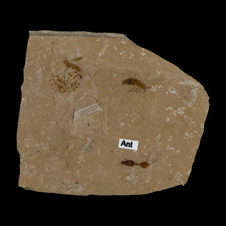 Fossil Ant And Flies Insect Green River Formation Uintah County Utah Eocene Age