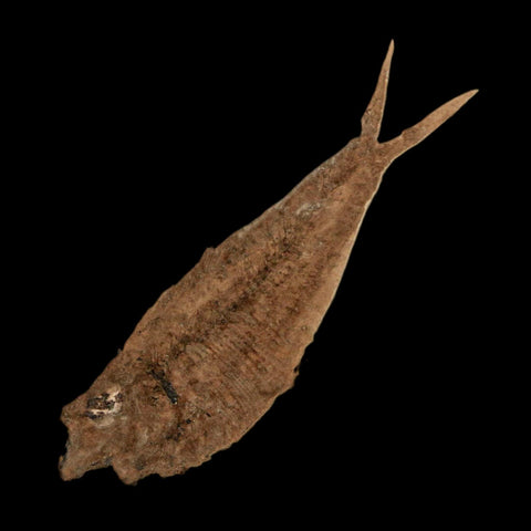 2.2" Diplomystus Dentatus Fossil Fish Green River FM WY Eocene Age COA, Stand