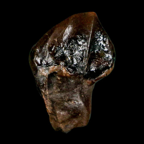 0.5" Triceratops Fossil Crown Tooth Hell Creek FM Cretaceous Dinosaur MT COA