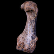 2.3" Extinct Cave Bear Ursus Spelaeus Hand Paw Bone Pleistocene Age Romania COA