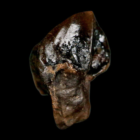 0.5" Triceratops Fossil Crown Tooth Hell Creek FM Cretaceous Dinosaur MT COA