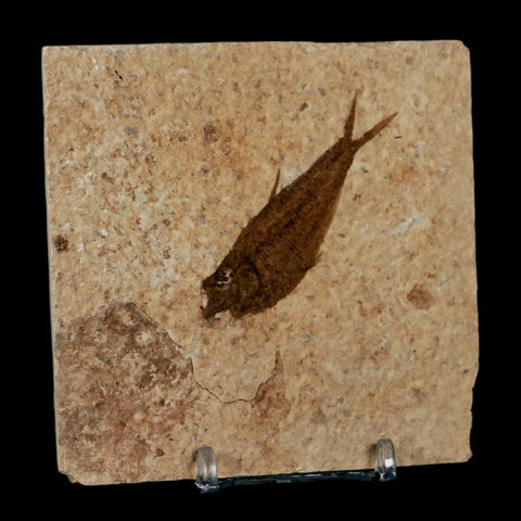 2.2" Diplomystus Dentatus Fossil Fish Green River FM WY Eocene Age COA, Stand