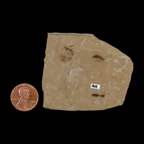 Fossil Ant And Flies Insect Green River Formation Uintah County Utah Eocene Age - Fossil Age Minerals