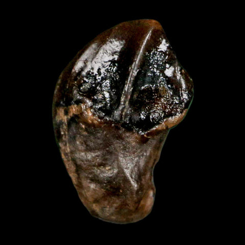 0.5" Triceratops Fossil Crown Tooth Hell Creek FM Cretaceous Dinosaur MT COA