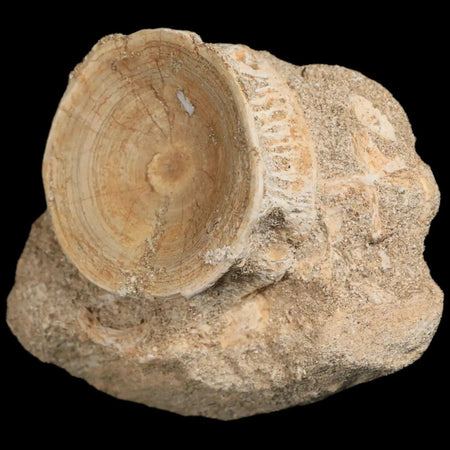44MM Otodus Obliquus Shark Vertebrae Fossil Bone In Matrix Morocco COA