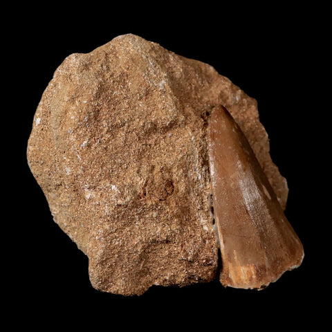 1.8" Tylosaurus Mosasaur Fossil Tooth In Matrix Cretaceous Dinosaur Era COA - Fossil Age Minerals