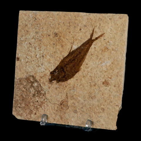 2.2" Diplomystus Dentatus Fossil Fish Green River FM WY Eocene Age COA, Stand