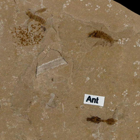 Fossil Ant And Flies Insect Green River Formation Uintah County Utah Eocene Age