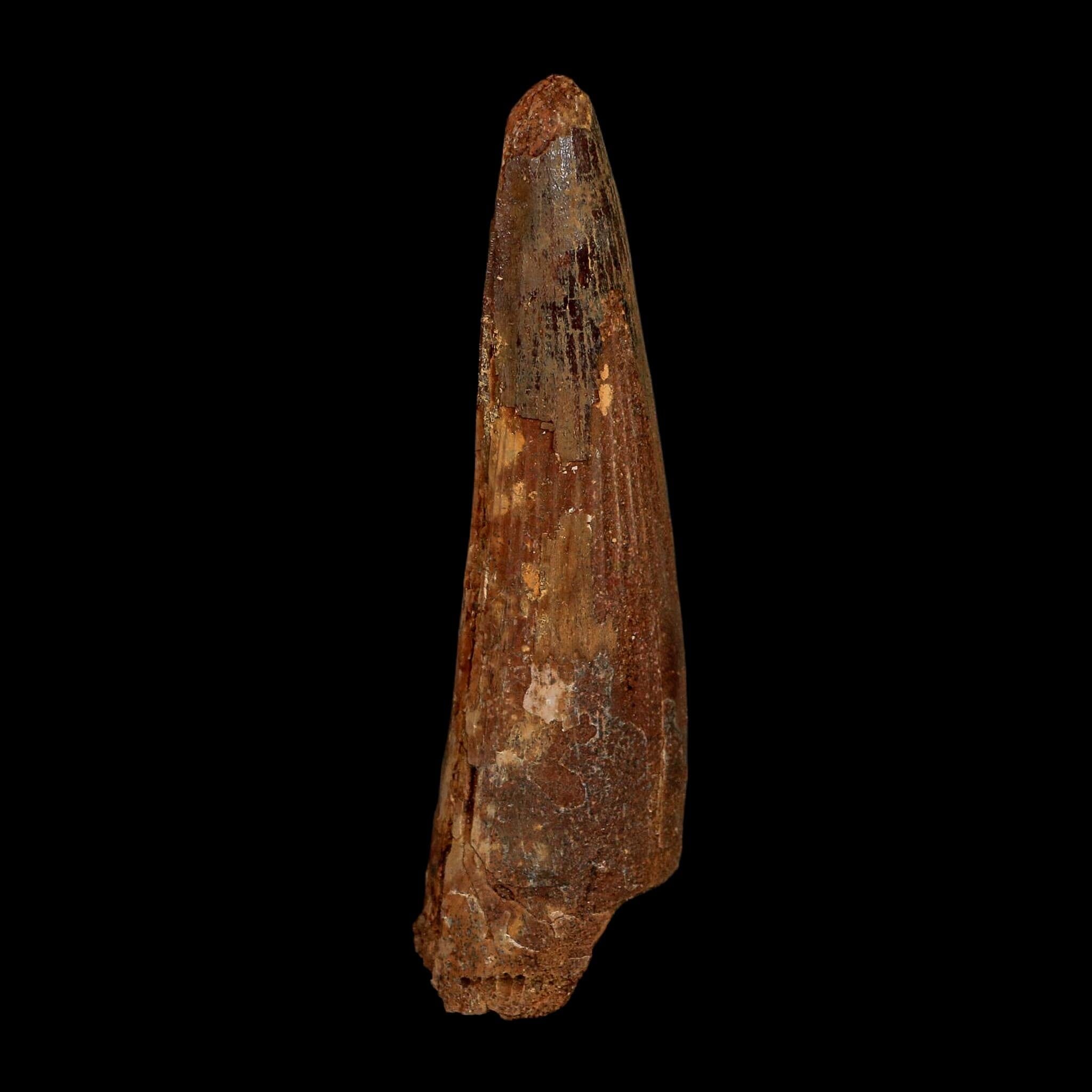 XL 3.8" Spinosaurus Fossil Tooth 100 Million Years Old Cretaceous Dinosaur COA