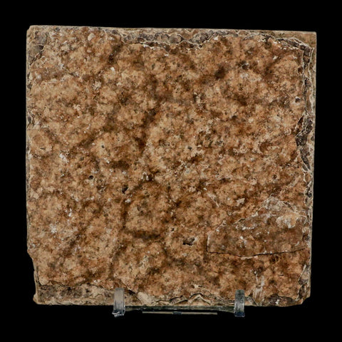 2.2" Diplomystus Dentatus Fossil Fish Green River FM WY Eocene Age COA, Stand