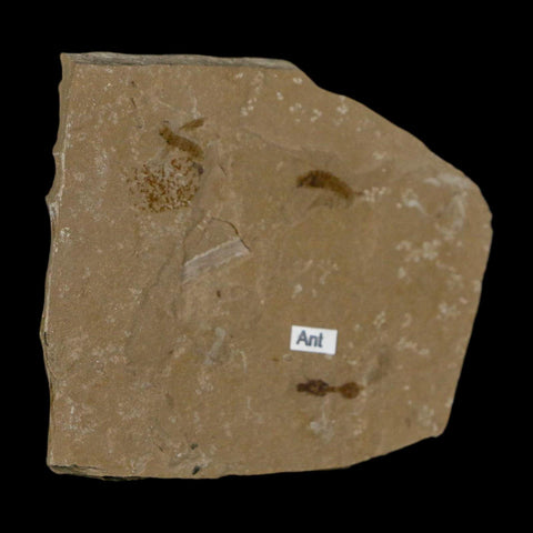 Fossil Ant And Flies Insect Green River Formation Uintah County Utah Eocene Age - Fossil Age Minerals
