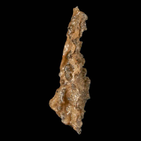 2" Fulgurite Petrified Lighting Strike Glass Sahara Desert Algeria - Fossil Age Minerals