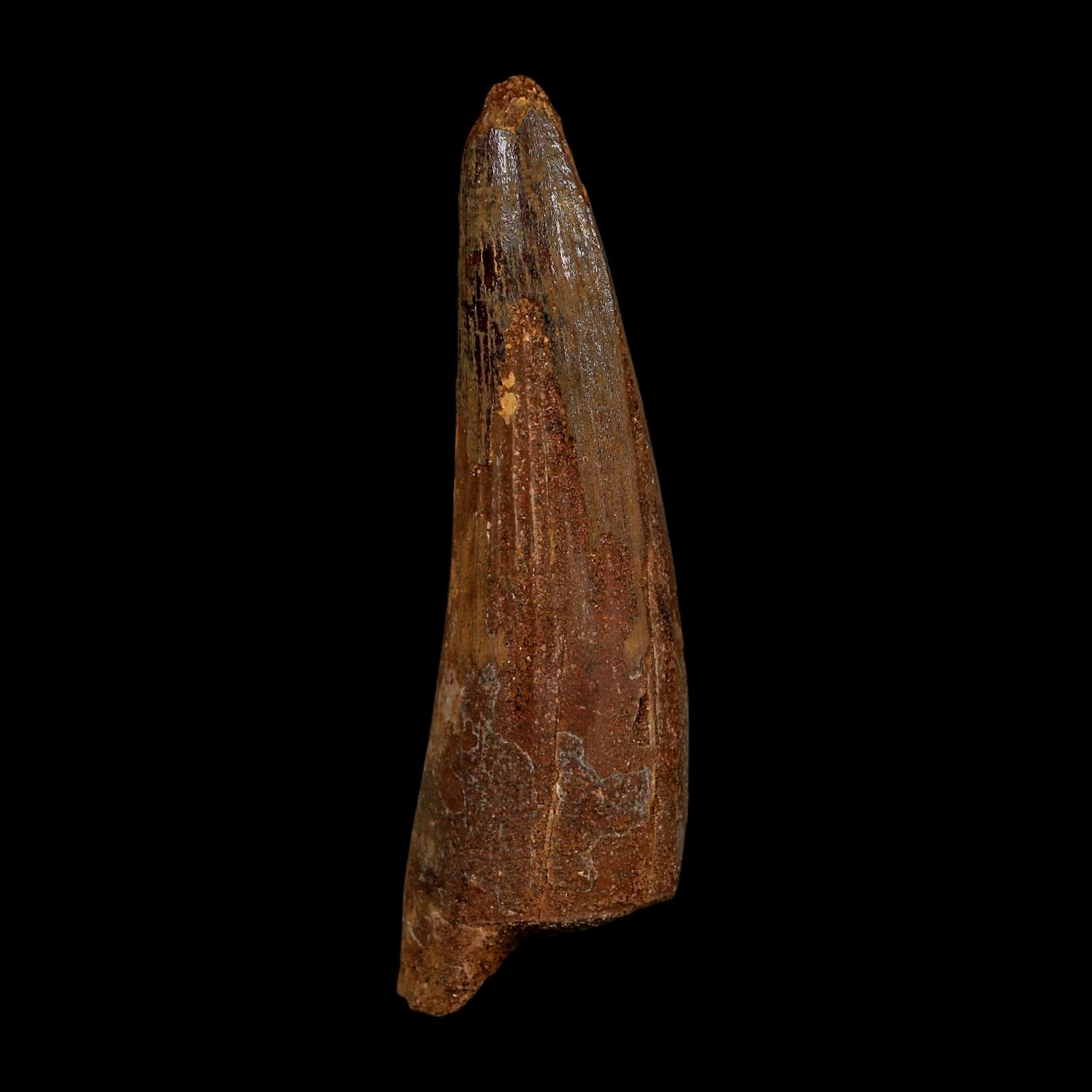 XL 3.8" Spinosaurus Fossil Tooth 100 Million Years Old Cretaceous Dinosaur COA