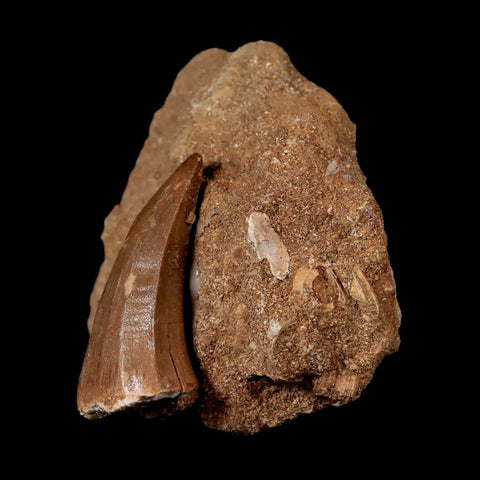 1.8" Tylosaurus Mosasaur Fossil Tooth In Matrix Cretaceous Dinosaur Era COA - Fossil Age Minerals