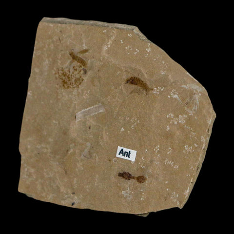 Fossil Ant And Flies Insect Green River Formation Uintah County Utah Eocene Age - Fossil Age Minerals