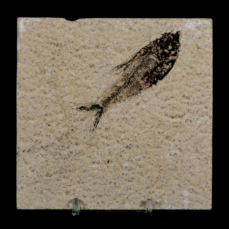 2.9" Diplomystus Dentatus Fossil Fish Green River FM WY Eocene Age COA, Stand