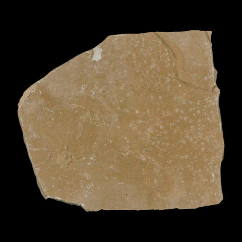 Fossil Ant And Flies Insect Green River Formation Uintah County Utah Eocene Age - Fossil Age Minerals