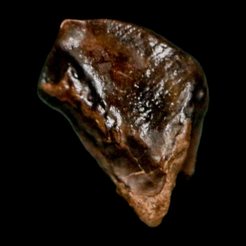 0.5" Triceratops Fossil Crown Tooth Hell Creek FM Cretaceous Dinosaur MT COA