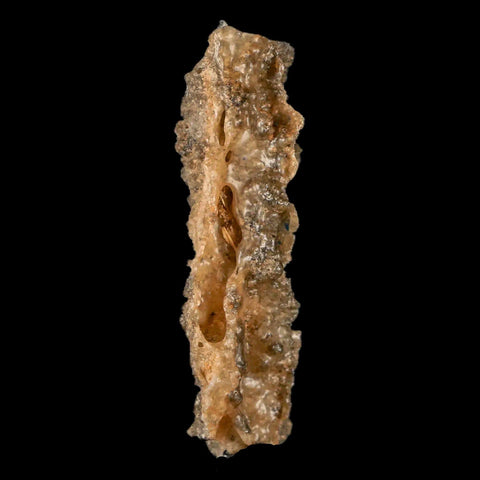 2" Fulgurite Petrified Lighting Strike Glass Sahara Desert Algeria - Fossil Age Minerals